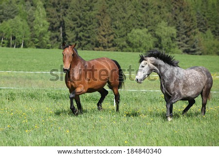 Two amazing horses running in fresh grass on pasturage