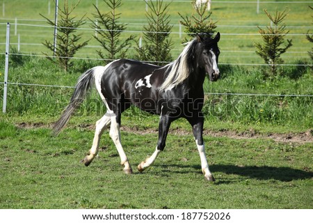 Amazing paint horse stallion with long mane running