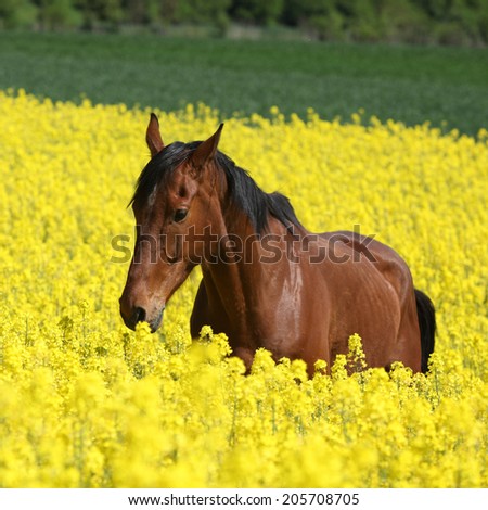 Amazing brown horse running in yellow flowers