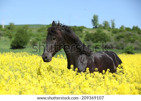 Amazing black friesian horse running in yellow colza field