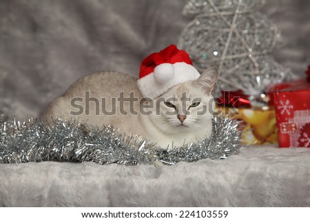 Nice Christmas Burmilla in front of gifts ant other decorations