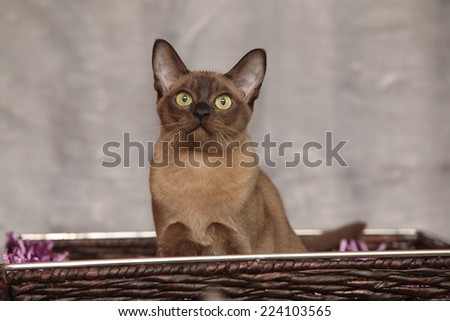 Beautiful brown Burmese cat in front of silver blanket