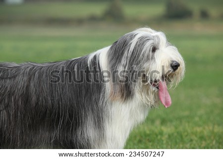 Portrait of beautiful bearded collie with long tongue