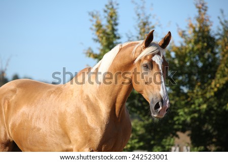 Amazing palomino horse of czech warmlood with blond hair
