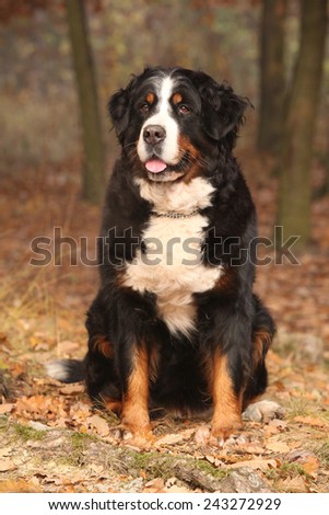 Beautiful bernese mountain dog sitting in autumn forest alone