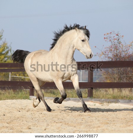 Gorgeous welsh cob running in arena, with autumn background