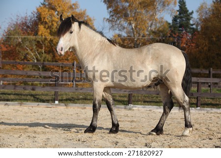 Amazing palomino welsh cob stallion with black hair in autumn