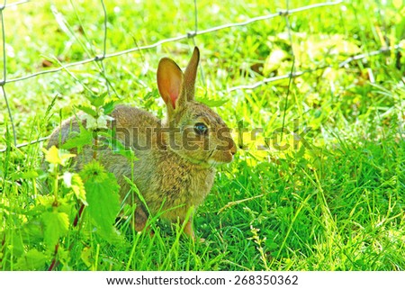 European rabbit, Common rabbit, Bunny, Oryctolagus cuniculus sheltering on a very hot summer day, The Cotswolds, Gloucestershire, United Kingdom