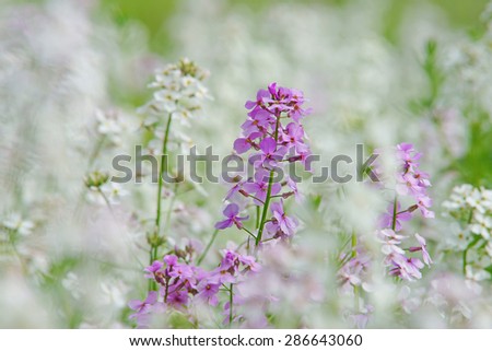 Dame\'s violet, Hesperis matronalis, this is a hairy biennial or perennial flower that grows in hedgerows and verges, the flower is fragrant with four violet or pinkish white petals, The Cotswolds, UK