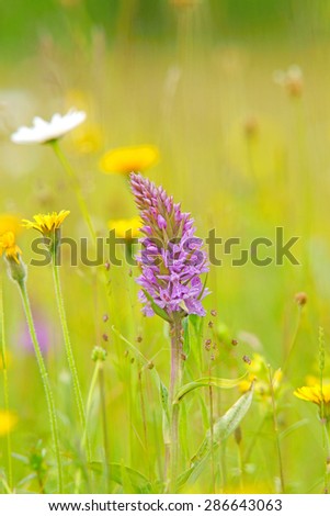 Common Spotted Orchid, Dactylorhiza fuchsil, with diffused background, this orchid grows on grassland and open woods on calcareous or neutral soils, The Cotswolds, Gloucestershire, United Kingdom