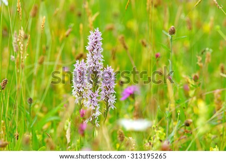 A group of Common Spotted Orchids, Dactylorhiza fuchsil, with selective focus and diffused background this orchid grows on grassland and open woods on calcareous or neutral soils, Gloucestershire, U K