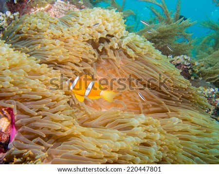 magnificent anemone and anemone fish