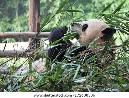 Time for lunch. Delicious bamboo for the giant panda. Canon 5D.