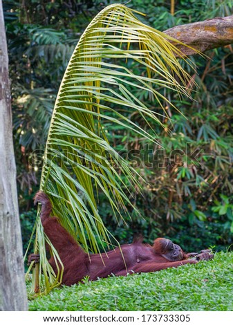 Orangutan relaxes on the grass holding a palm branch. Canon 5D MK II.