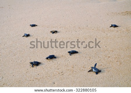 Migration of the small turtles