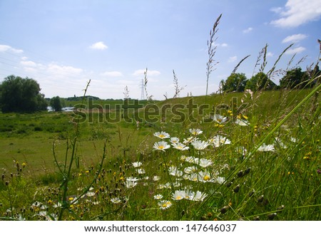 Blooming daisies on the embankment of the River Waal. View of the floodplains of the river in summer.