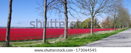 Landscape with red tulips, trees and windmill in the Netherlands
