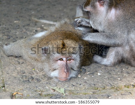 Monkeys grooming each other for fleas. Social life at the monkey forest of Ubud at Bali, Indonesia.