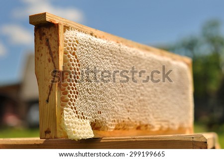 Full of fresh pure honey honeycomb/pure fresh honey