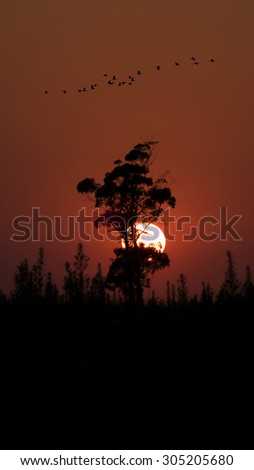 sun down and tree with birds