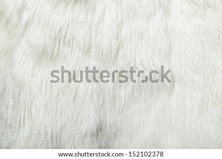 White fur background. Close-up. texture
