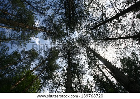 The green trees top in forest, blue sky and sun beams shining through leaves view through the treetop