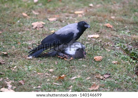 Raven crow attacked the pigeons