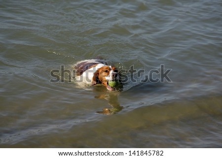 a dog swims in the water and playing with a ball in the water