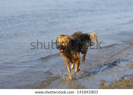 dog running through the water, dog runs on water, dog jumps into a water as he trains to retrieve decoys