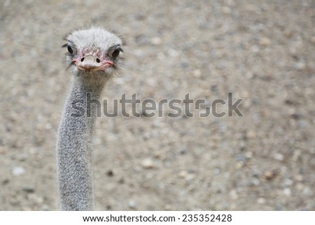 Ostrich Looking Interested in the Camera with his big eyes