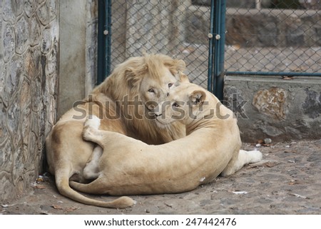 Two White Lions Showing the Love between himself