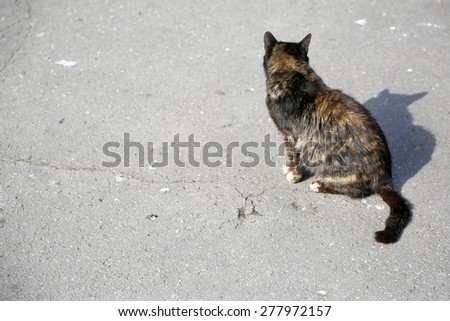 Street cat photo taken from the back at outdor