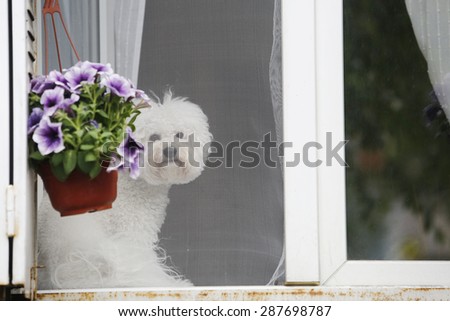 Small white dog sitting in the window behind the mosquito net in addition to flowers and looking