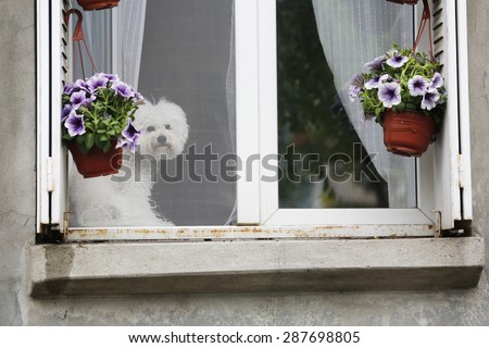 Small white dog sitting in the window behind the mosquito net in addition to flowers and looking