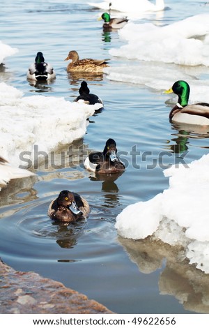 The Winter at the Baltic Sea,  Ducks in the sea.
