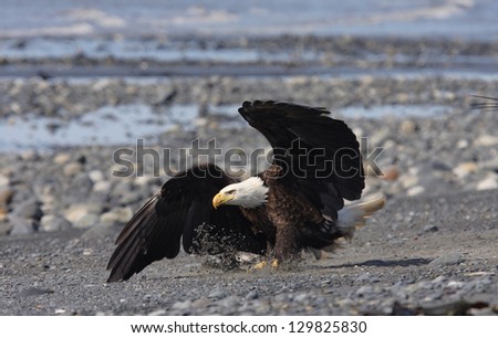 A Bald eagle lands on the beach at Anchor Point, Alaska.