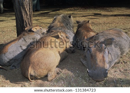 Photos of Africa,Water hog lay in sun