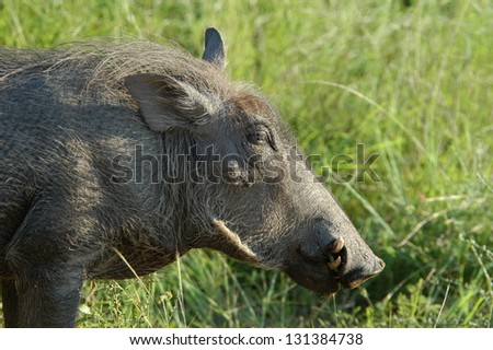 Photos of Africa,Water hog