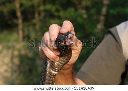Photos of Africa,man holding a snake head