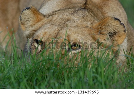 Photos of Africa,Female Lion stalking