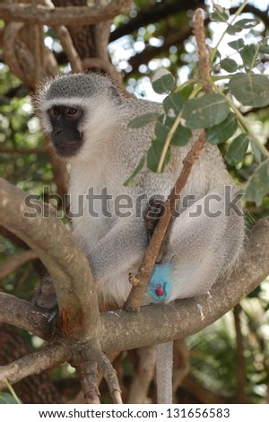Photos of Africa, Monkey in tree