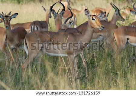 Photos of Africa, Impalas in long grass