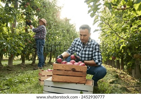 Similar – Foto Bild Reife Äpfel in Kisten und Eimern