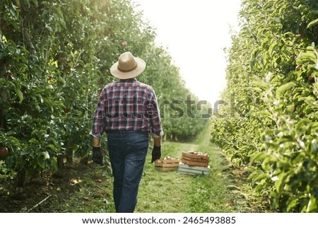 Similar – Image, Stock Photo Apple plantation with a net for protection