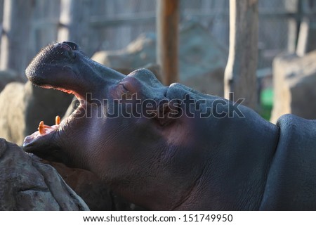 Young hippopotamus female in Safari park, Krasnodar, Russia