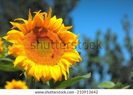 Beautiful sunflowers on the blue sky background