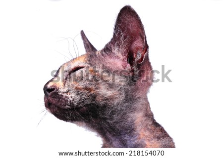 Young canadian brush sphinx cat  isolated on white background