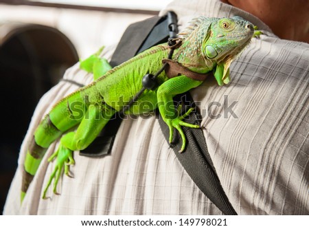 Iguana,green dragon on shoulder man