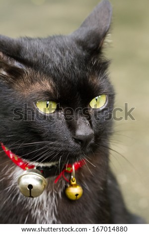 Cute Black Cat and Golden Pet collar