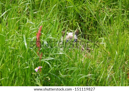Mysterious blue hidden cat\'s eyes in the meadow